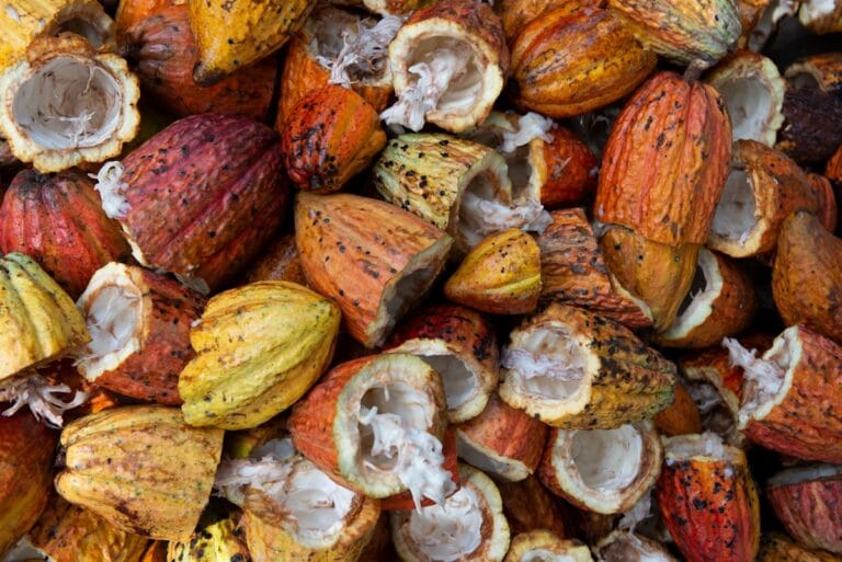 Cacaobonen chocolade en cacao op een houten ondergrond