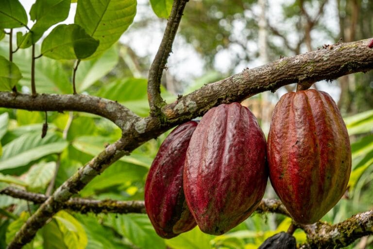 Cacao roosteren begint bij rijpe cacaovruchten aan de boom